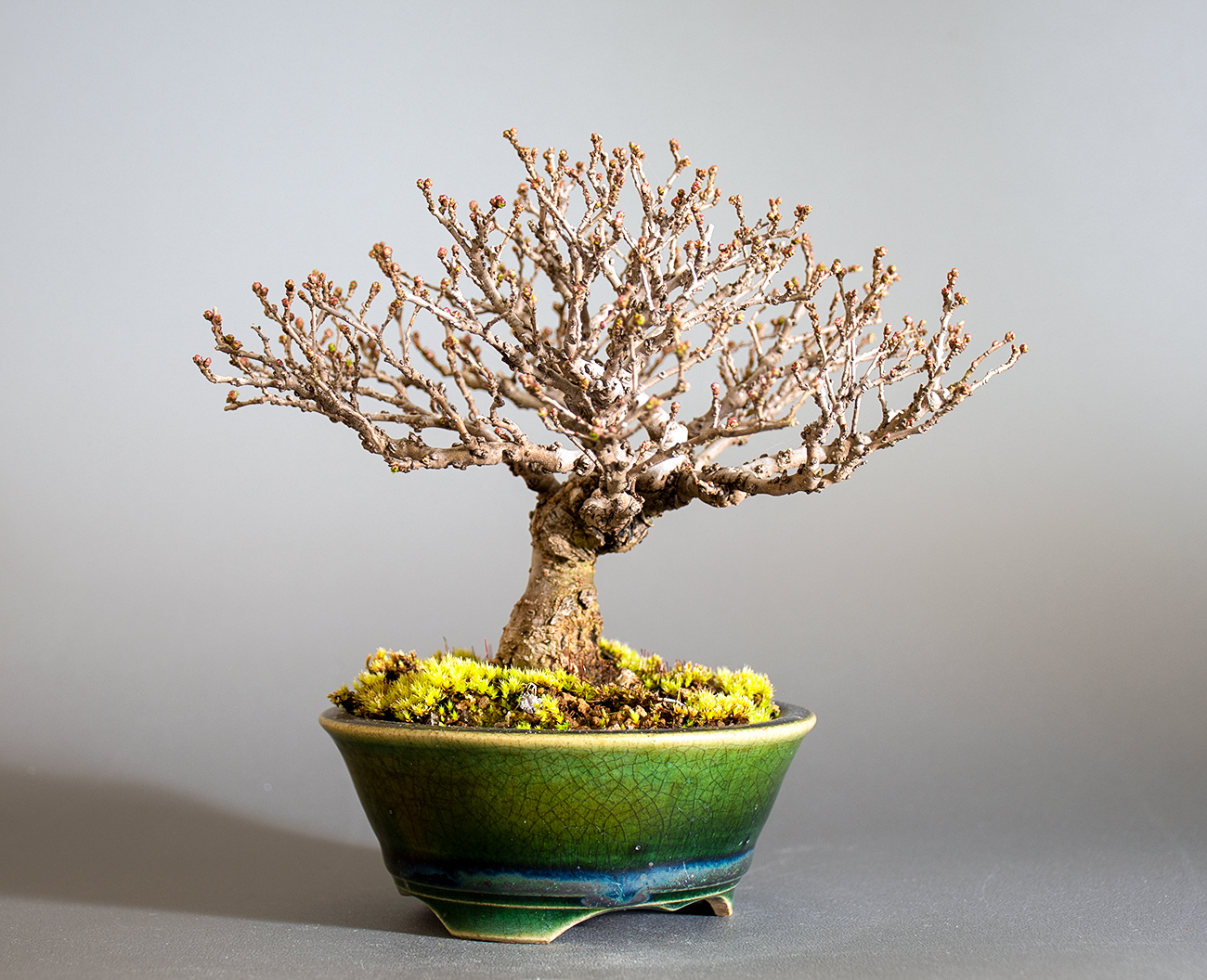 ニレケヤキ-J3（にれけやき・楡欅）雑木盆栽を左側から見た景色・Ulmus parvifolia bonsai