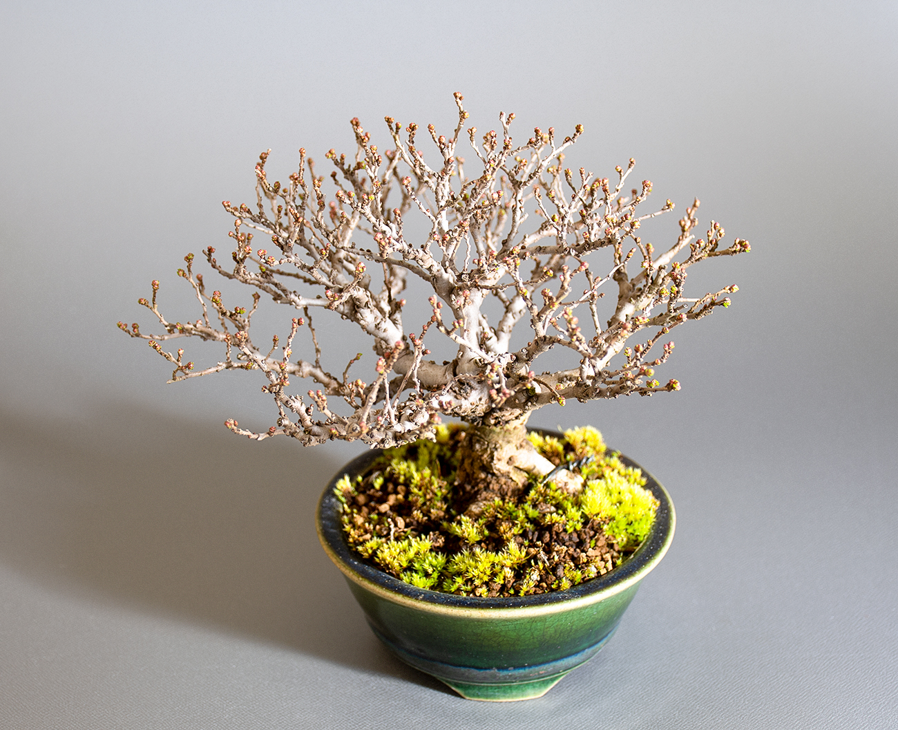 ニレケヤキ-J3（にれけやき・楡欅）雑木盆栽を上側から見た景色・Ulmus parvifolia bonsai