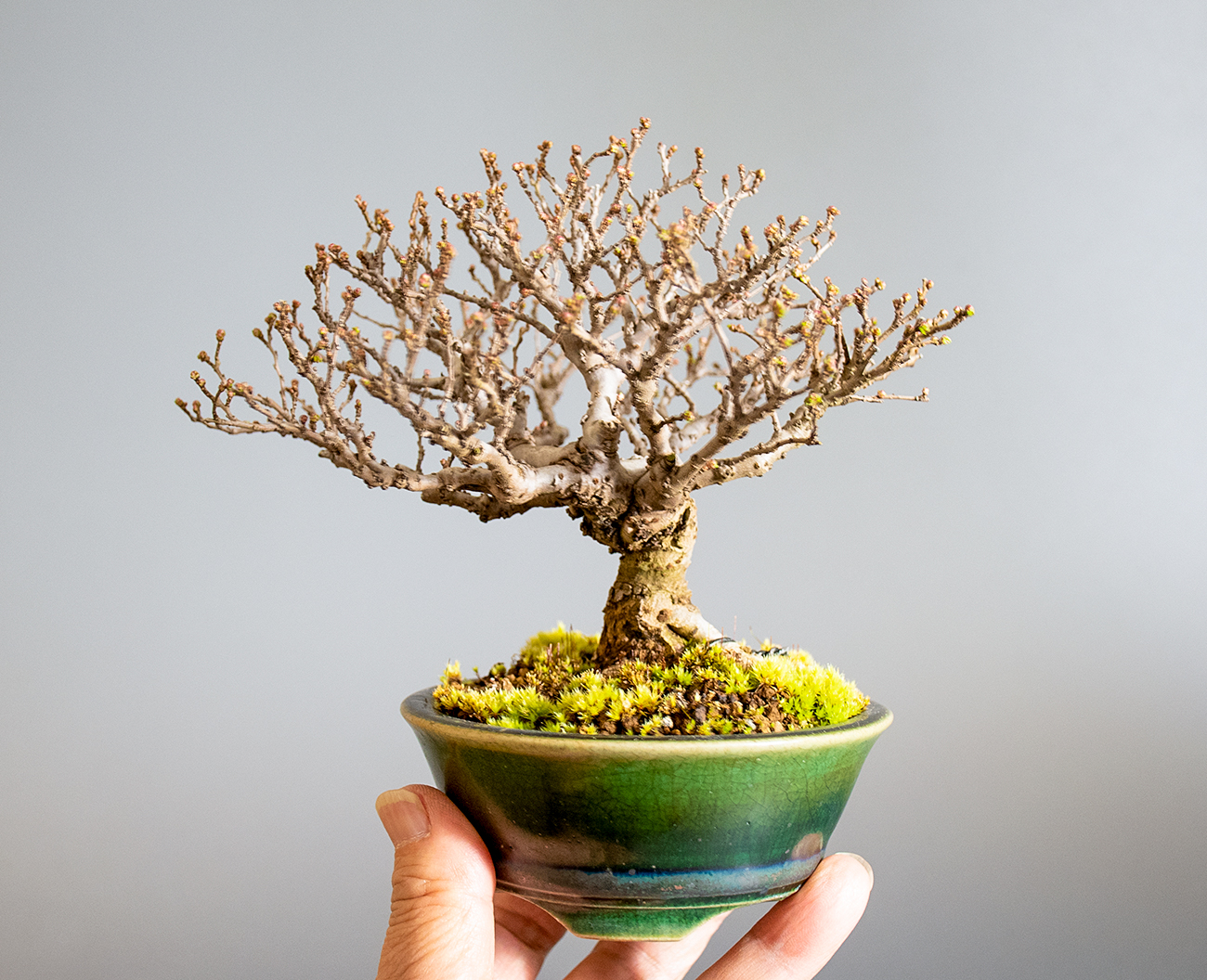 ニレケヤキ-J3（にれけやき・楡欅）雑木盆栽の手乗りの景色・Ulmus parvifolia bonsai