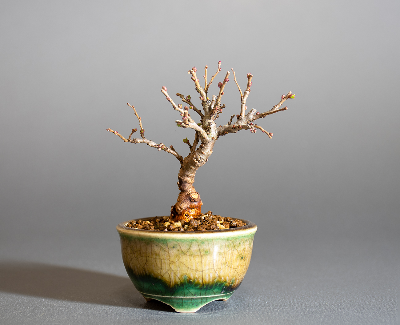 ニレケヤキ-K3（にれけやき・楡欅）雑木盆栽の販売と育て方・作り方・Ulmus parvifolia bonsai