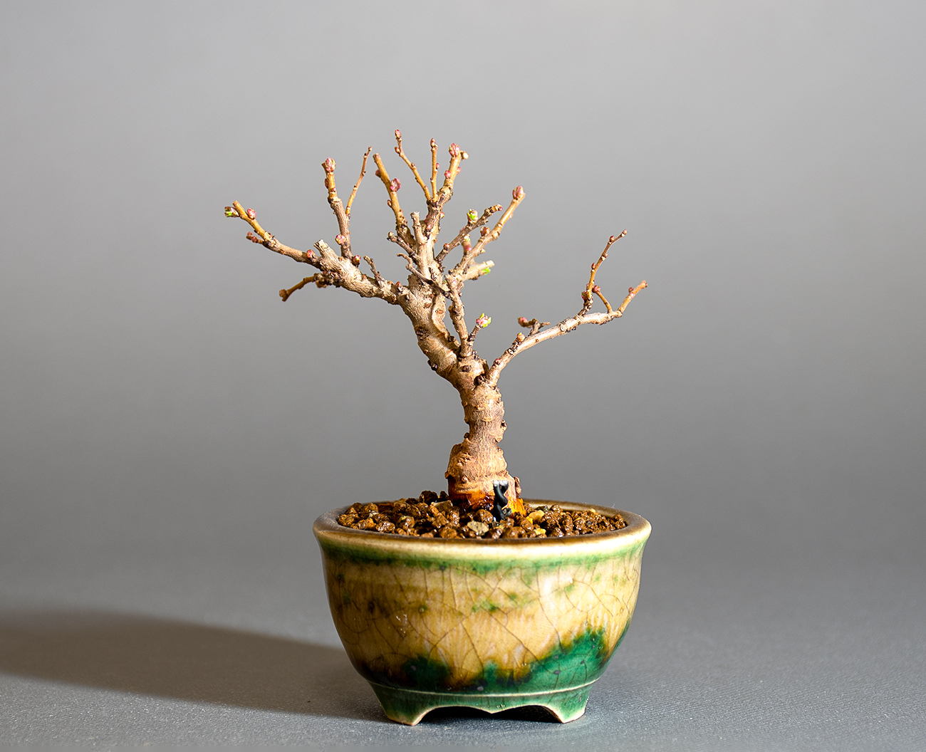 ニレケヤキ-K3（にれけやき・楡欅）雑木盆栽を裏側から見た景色・Ulmus parvifolia bonsai