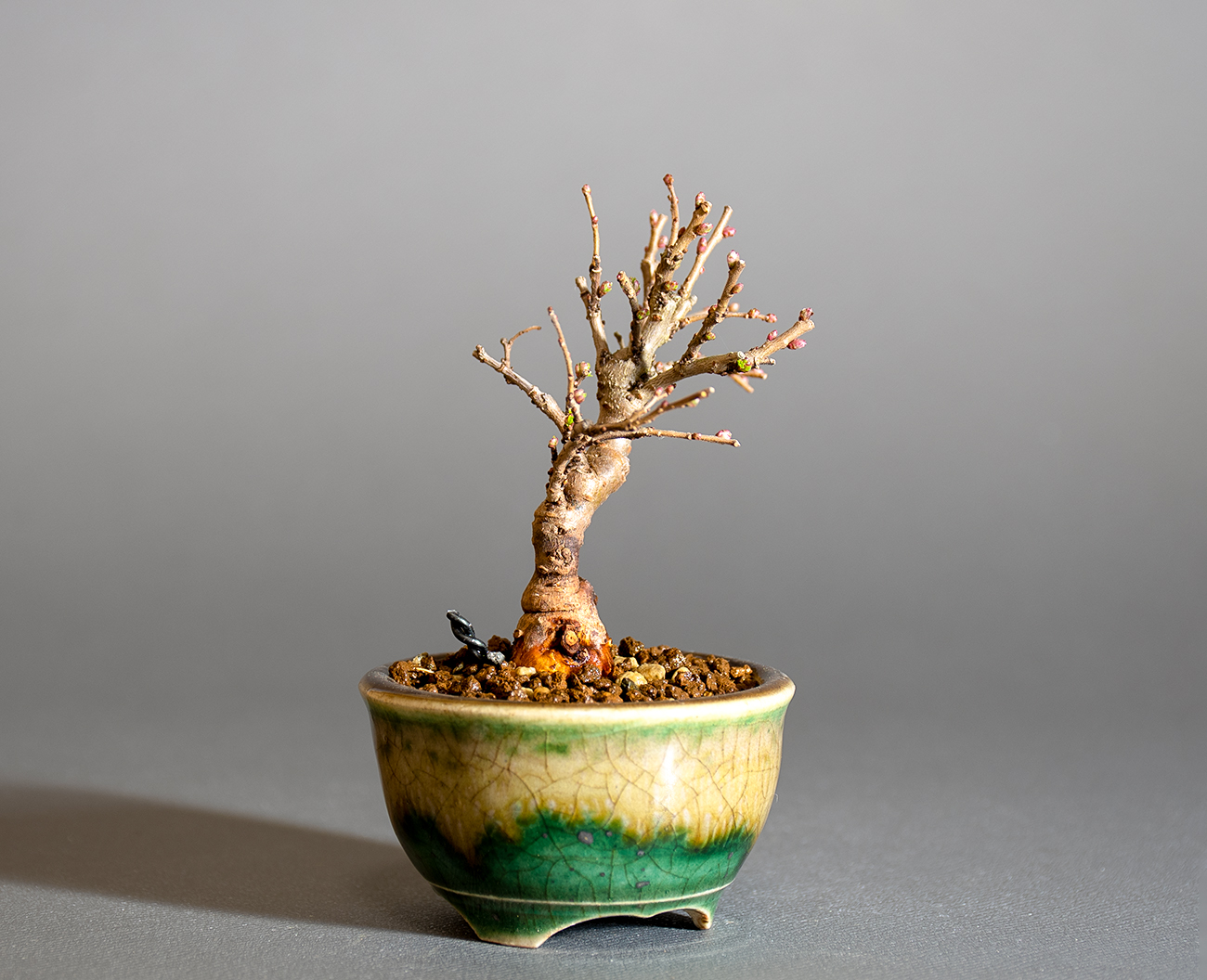 ニレケヤキ-K3（にれけやき・楡欅）雑木盆栽を左側から見た景色・Ulmus parvifolia bonsai