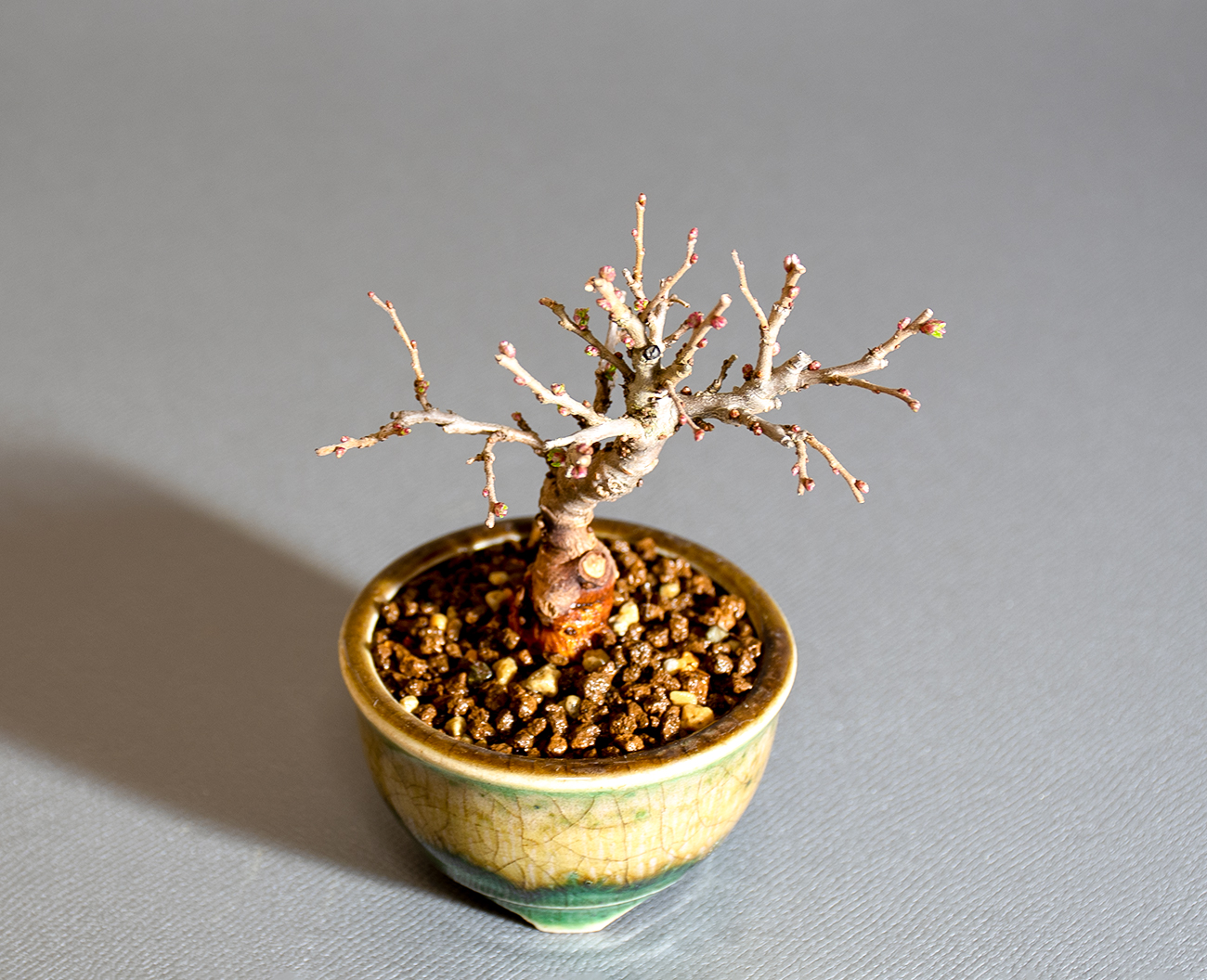 ニレケヤキ-K3（にれけやき・楡欅）雑木盆栽を上側から見た景色・Ulmus parvifolia bonsai