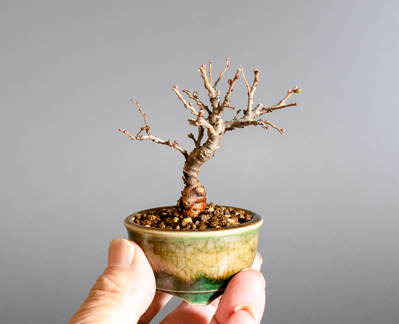 ニレケヤキ-K3（にれけやき・楡欅）雑木盆栽の手乗りの景色・Ulmus parvifolia bonsai