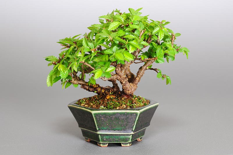 ニレケヤキ-L1（にれけやき・楡欅）雑木盆栽の販売と育て方・作り方・Ulmus parvifolia bonsai