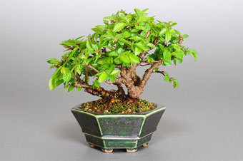 ニレケヤキ-L1（にれけやき・楡欅）盆栽の樹作りの参考樹形・Ulmus parvifolia Best bonsai
