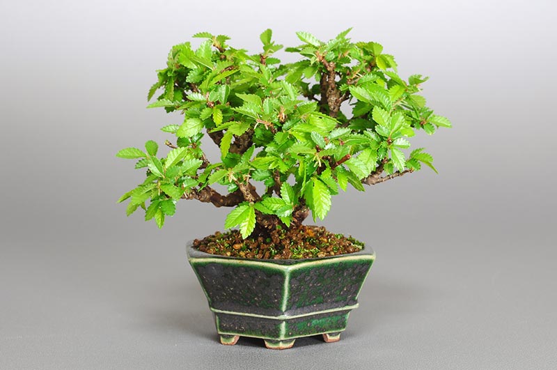 ニレケヤキ-L1（にれけやき・楡欅）雑木盆栽を左側から見た景色・Ulmus parvifolia bonsai