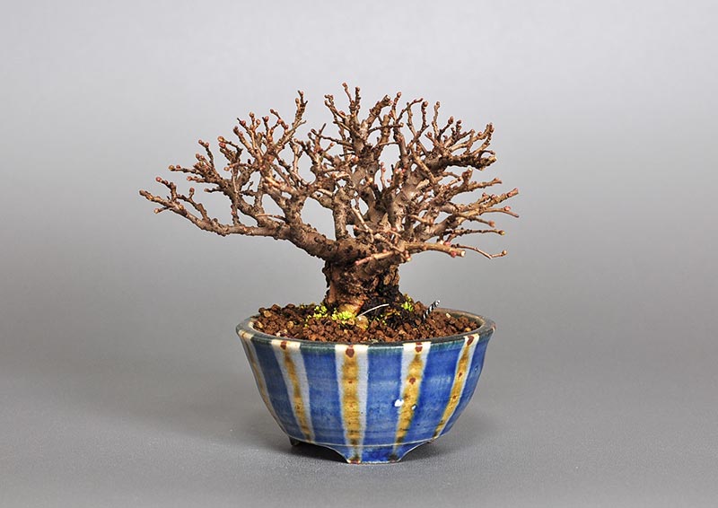 ニレケヤキ-L2（にれけやき・楡欅）雑木盆栽の販売と育て方・作り方・Ulmus parvifolia bonsai