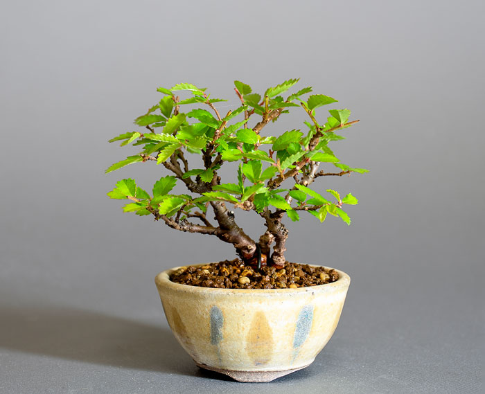 ニレケヤキ-L3（にれけやき・楡欅）雑木盆栽の販売と育て方・作り方・Ulmus parvifolia bonsai