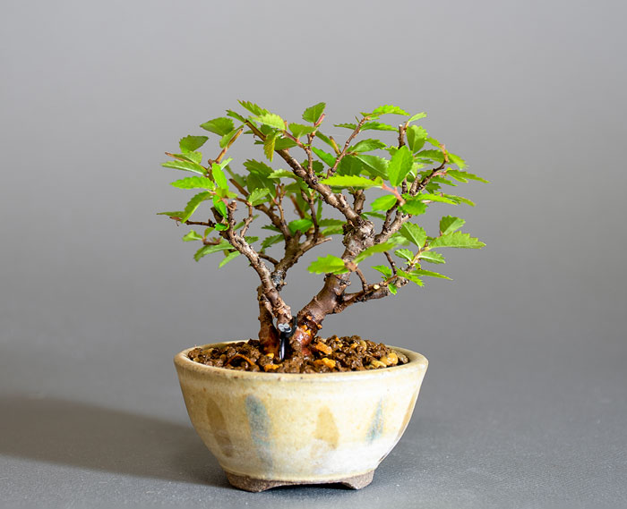 ニレケヤキ-L3（にれけやき・楡欅）雑木盆栽を裏側から見た景色・Ulmus parvifolia bonsai