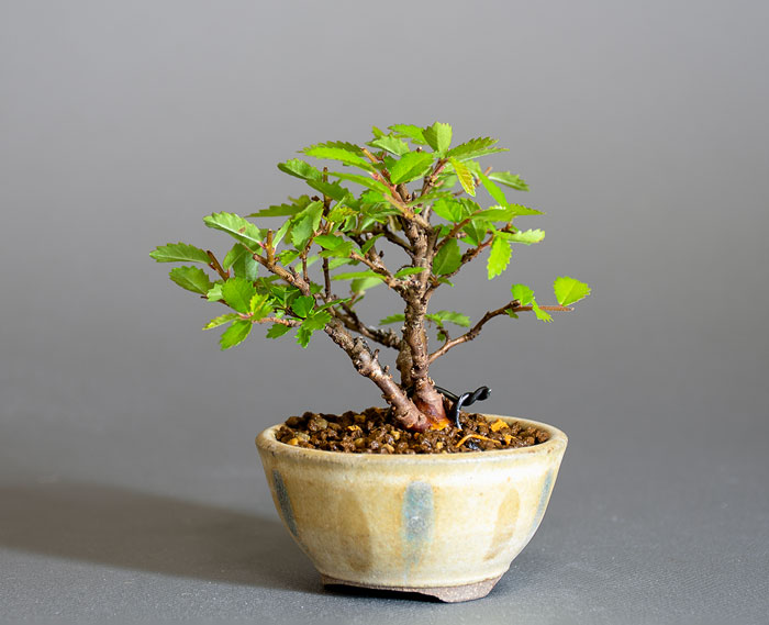 ニレケヤキ-L3（にれけやき・楡欅）雑木盆栽を右側から見た景色・Ulmus parvifolia bonsai