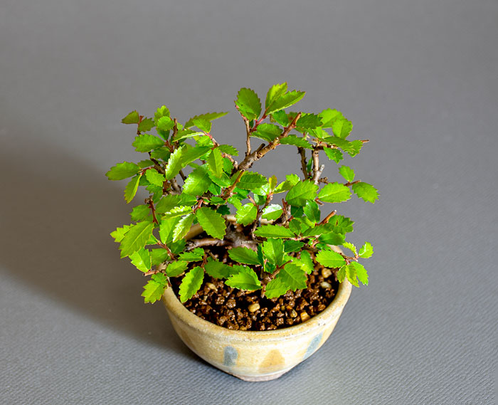ニレケヤキ-L3（にれけやき・楡欅）雑木盆栽を上側から見た景色・Ulmus parvifolia bonsai