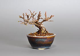ミニ盆栽・ニレケヤキ-M2（にれけやき・楡欅）雑木盆栽の更新記録-1・Ulmus parvifolia bonsai