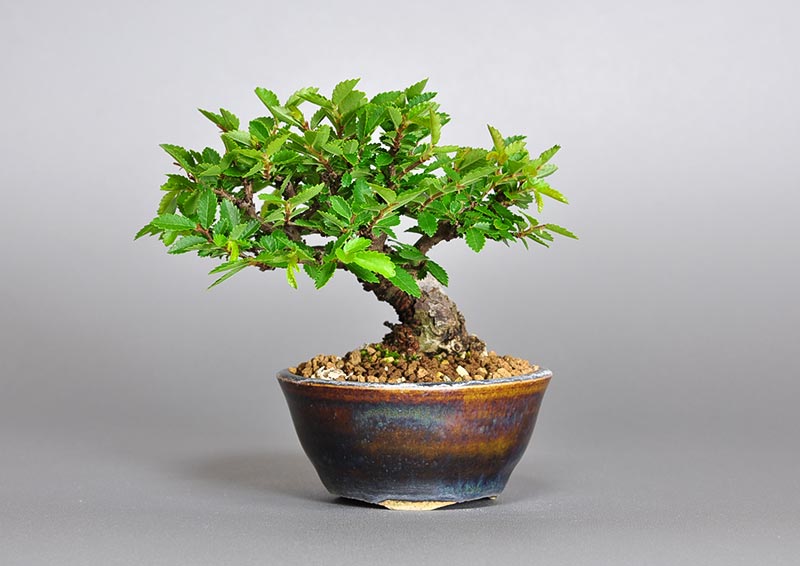 ニレケヤキ-M2（にれけやき・楡欅）雑木盆栽の販売と育て方・作り方・Ulmus parvifolia bonsai