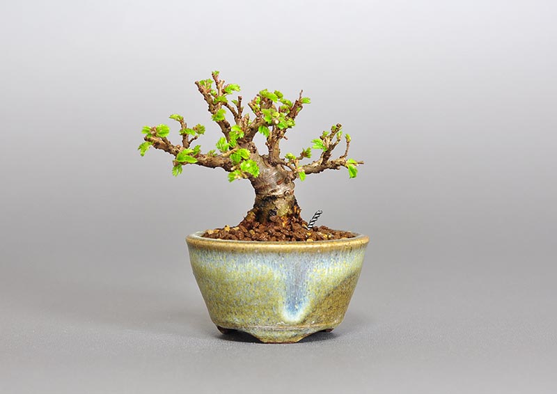 ニレケヤキ-N2（にれけやき・楡欅）雑木盆栽の販売と育て方・作り方・Ulmus parvifolia bonsai