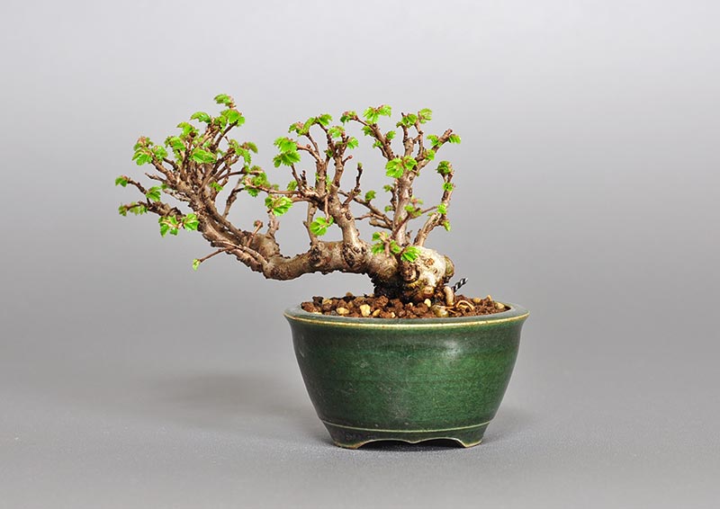 ミニ盆栽・ニレケヤキ-S2（にれけやき・楡欅）雑木盆栽を裏側から見た景色・Ulmus parvifolia bonsai