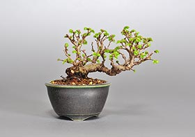 ニレケヤキ-S2（楡欅盆栽）Ulmus parvifolia bonsaiの販売・通販店｜Bonsai trees Shop