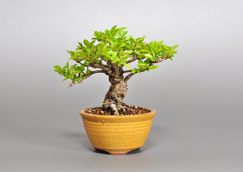 ニレケヤキ-U2（にれけやき・楡欅）雑木盆栽の販売と育て方・作り方・Ulmus parvifolia bonsai