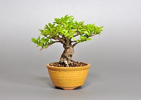 ニレケヤキ-U2（楡欅盆栽）Ulmus parvifolia bonsaiの販売・通販店｜Bonsai trees Shop