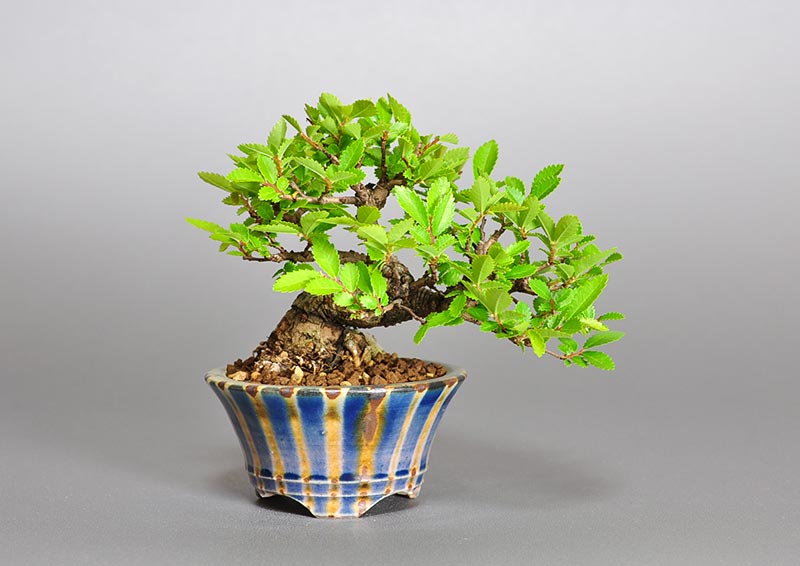 ニレケヤキ-W2（にれけやき・楡欅）雑木盆栽の販売と育て方・作り方・Ulmus parvifolia bonsai