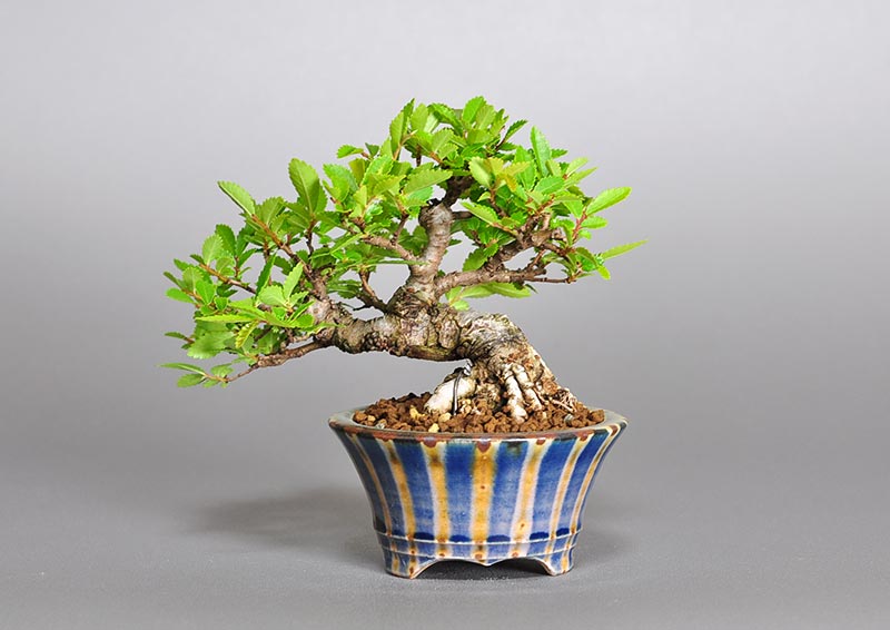 ミニ盆栽・ニレケヤキ-W2（にれけやき・楡欅）雑木盆栽を裏側から見た景色・Ulmus parvifolia bonsai