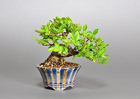 ニレケヤキ-W2（楡欅盆栽）Ulmus parvifolia bonsaiの販売・通販店｜Bonsai trees Shop