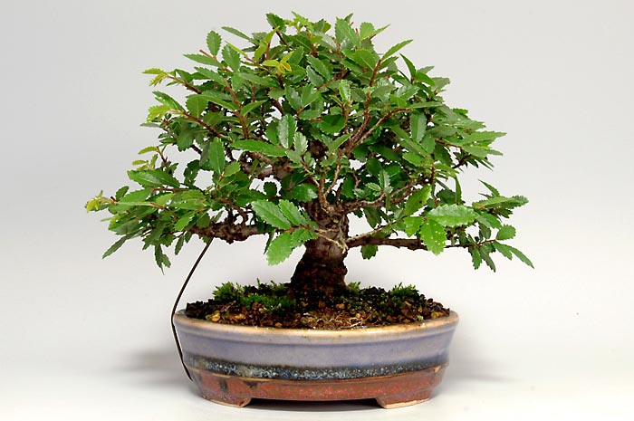 ニレケヤキX（にれけやき・楡欅）雑木盆栽の販売と育て方・作り方・Ulmus parvifolia bonsai