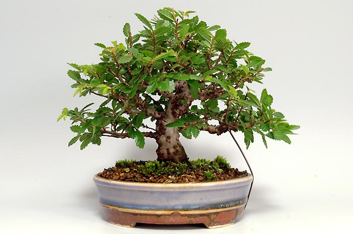 ミニ盆栽・ニレケヤキX（にれけやき・楡欅）雑木盆栽を裏側から見た景色・Ulmus parvifolia bonsai