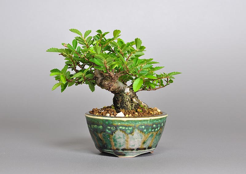 ニレケヤキ-X2（にれけやき・楡欅）雑木盆栽の販売と育て方・作り方・Ulmus parvifolia bonsai