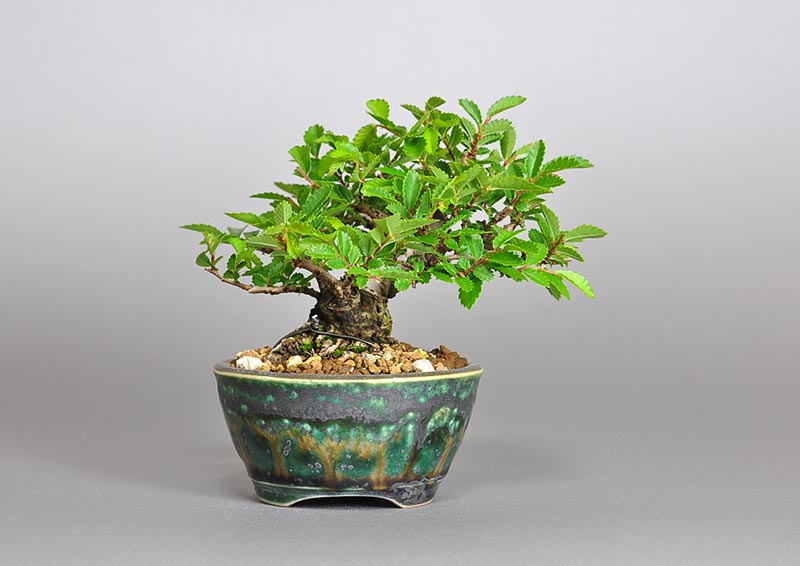 ミニ盆栽・ニレケヤキ-X2（にれけやき・楡欅）雑木盆栽を裏側から見た景色・Ulmus parvifolia bonsai