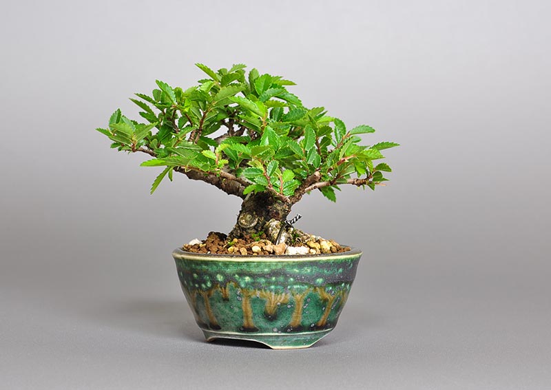 ミニ盆栽・ニレケヤキ-X2（にれけやき・楡欅）雑木盆栽を右側から見た景色・Ulmus parvifolia bonsai