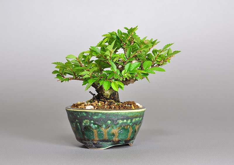 ミニ盆栽・ニレケヤキ-X2（にれけやき・楡欅）雑木盆栽を左側から見た景色・Ulmus parvifolia bonsai
