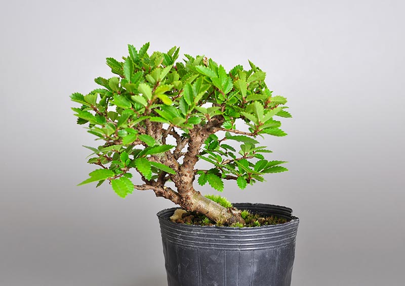 ニレケヤキ-Y2（にれけやき・楡欅）雑木盆栽の販売と育て方・作り方・Ulmus parvifolia bonsai