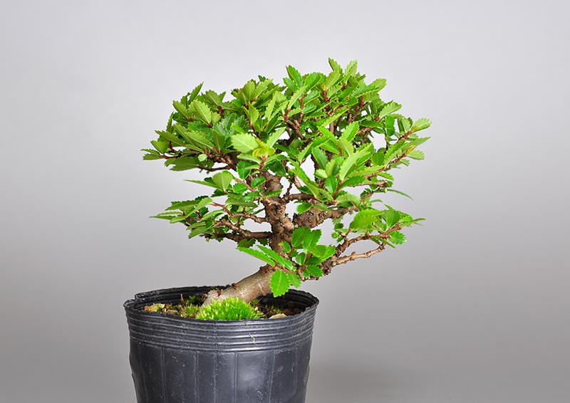 ミニ盆栽・ニレケヤキ-Y2（にれけやき・楡欅）雑木盆栽を裏側から見た景色・Ulmus parvifolia bonsai