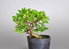 ニレケヤキ-Y2（楡欅盆栽）Ulmus parvifolia bonsaiの販売・通販店｜Bonsai trees Shop