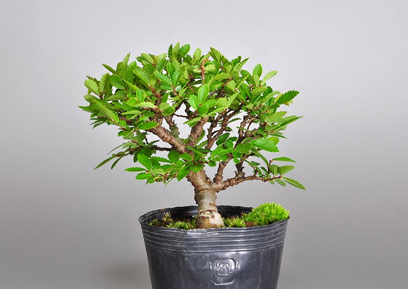 ミニ盆栽・ニレケヤキ-Y2（にれけやき・楡欅）雑木盆栽を右側から見た景色・Ulmus parvifolia bonsai