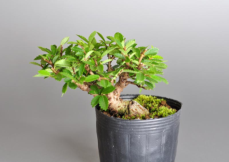 ニレケヤキ-Z2（にれけやき・楡欅）雑木盆栽の販売と育て方・作り方・Ulmus parvifolia bonsai