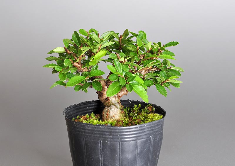 盆栽・ニレケヤキ-Z2（にれけやき・楡欅）雑木盆栽を右側から見た景色・Ulmus parvifolia bonsai