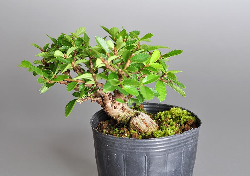 盆栽・ニレケヤキ-Z2（にれけやき・楡欅）雑木盆栽を別側から見た景色・Ulmus parvifolia bonsai