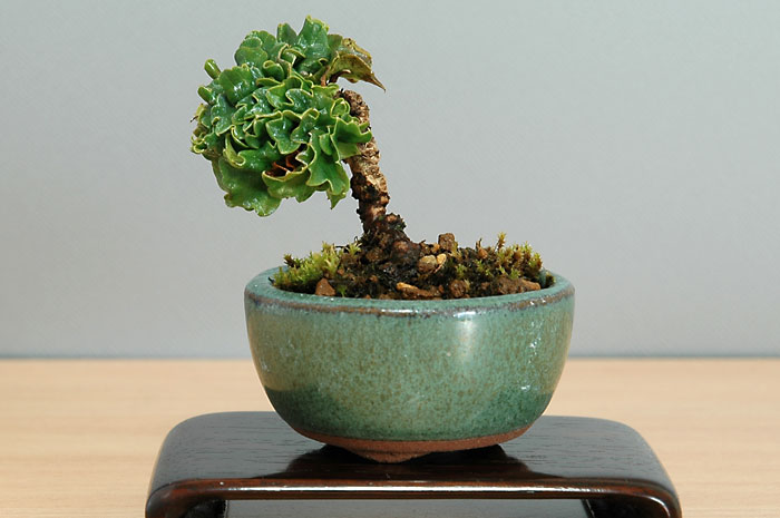 リュウジンヅタA（りゅうじんづた・竜神蔦）雑木盆栽の販売と育て方・作り方・Parthenocissus tricuspidata bonsai photo