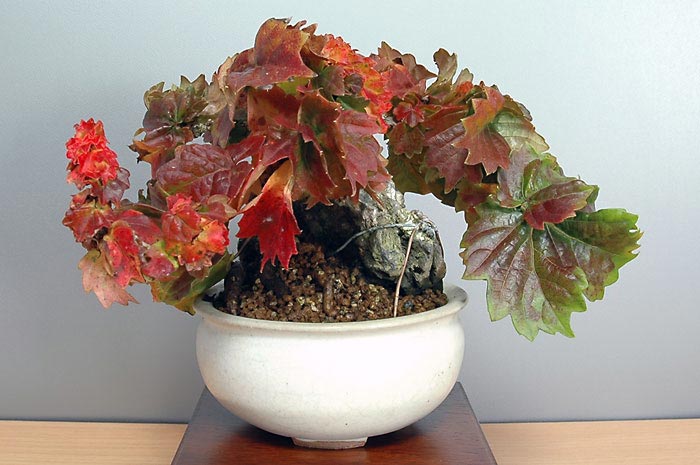リュウジンヅタC-1（りゅうじんづた・竜神蔦）雑木盆栽の販売と育て方・作り方・Parthenocissus tricuspidata bonsai photo