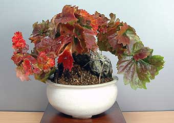 リュウジンヅタC（りゅうじんづた・竜神蔦）雑木盆栽の成長記録-1・Parthenocissus tricuspidata bonsai photo