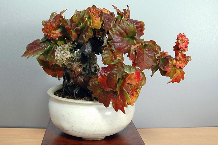 リュウジンヅタC-1（りゅうじんづた・竜神蔦）雑木盆栽を右側から見た景色・Parthenocissus tricuspidata bonsai photo