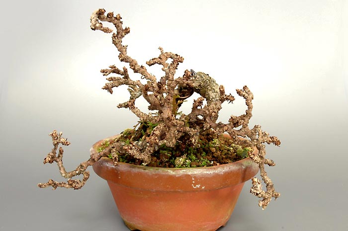 リュウジンヅタC（りゅうじんづた・竜神蔦）雑木盆栽の販売と育て方・作り方・Parthenocissus tricuspidata bonsai photo