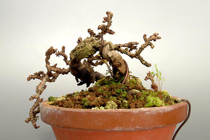 リュウジンヅタC（りゅうじんづた・竜神蔦）雑木盆栽を裏側から見た景色・Parthenocissus tricuspidata bonsai photo
