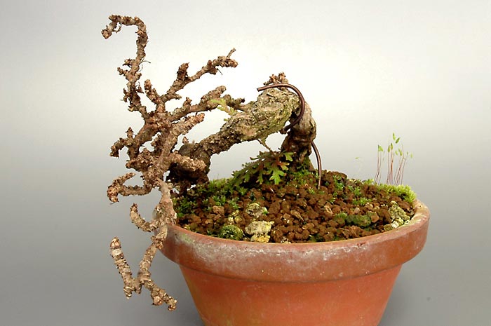 リュウジンヅタC（りゅうじんづた・竜神蔦）雑木盆栽を右側から見た景色・Parthenocissus tricuspidata bonsai photo