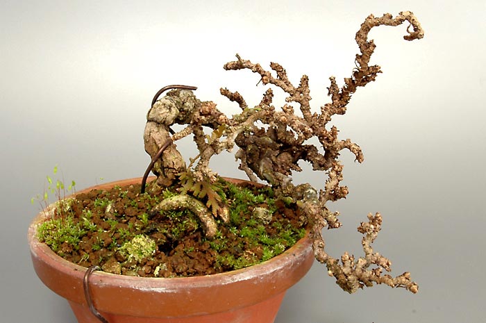 リュウジンヅタC（りゅうじんづた・竜神蔦）雑木盆栽を左側から見た景色・Parthenocissus tricuspidata bonsai photo