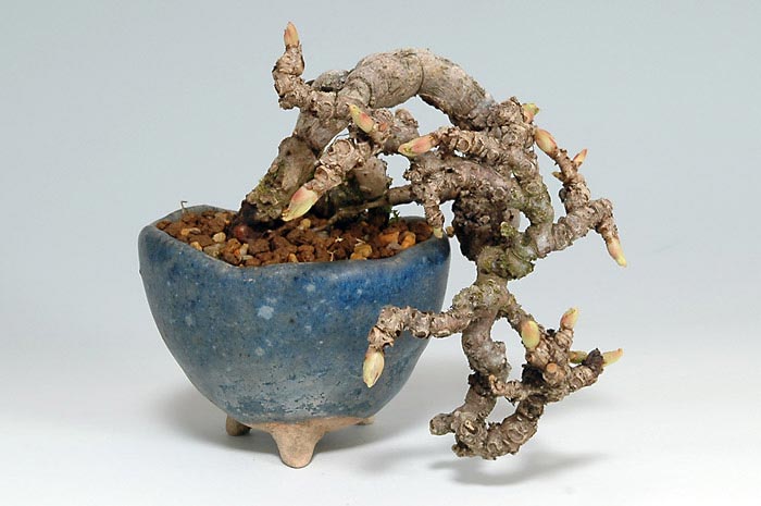 リュウジンヅタD（りゅうじんづた・竜神蔦）雑木盆栽の販売と育て方・作り方・Parthenocissus tricuspidata bonsai photo