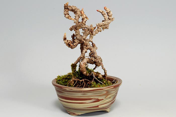 リュウジンヅタE-1（りゅうじんづた・竜神蔦）雑木盆栽の販売と育て方・作り方・Parthenocissus tricuspidata bonsai