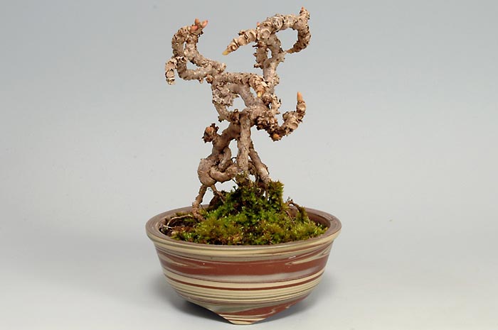 盆栽・リュウジンヅタE-1（りゅうじんづた・竜神蔦）雑木盆栽を裏側から見た景色・Parthenocissus tricuspidata bonsai